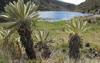 Páramo de Santurbán | Abogado explicó cómo Colombia logró su protección: “Red Eagle compró títulos donde sabía que no podía hacer minería”